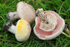 Yolkolih sampignon